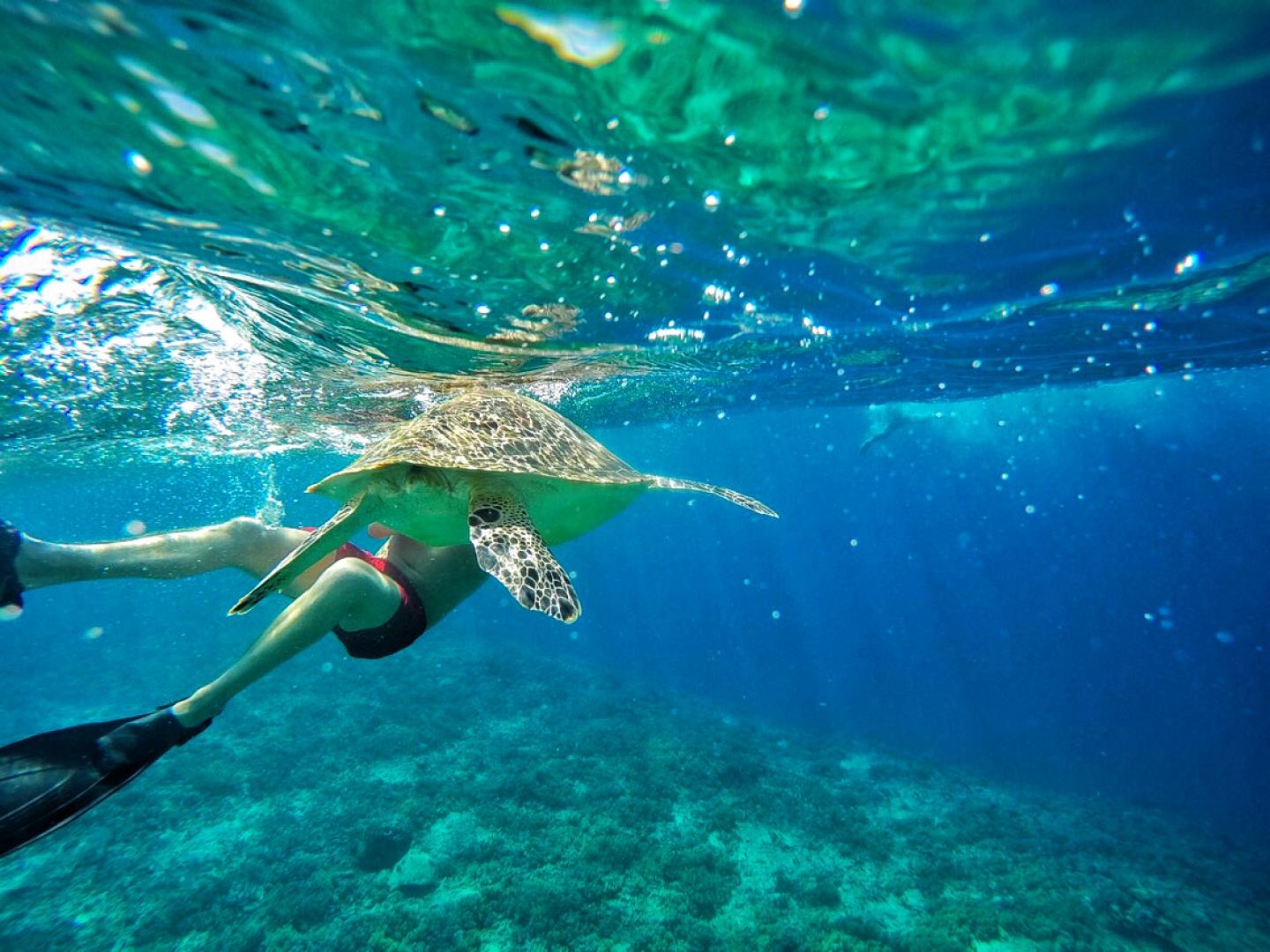 Lombok diving with turtles