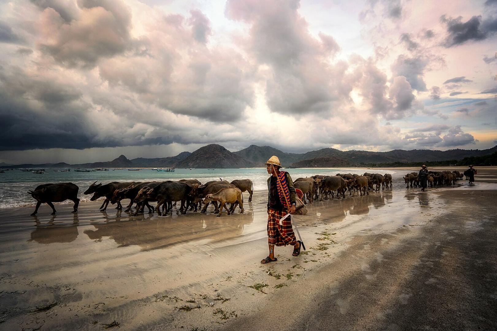 Eid Al Adha Lombok Buffalo on the Beach - Surya Edy Gautama