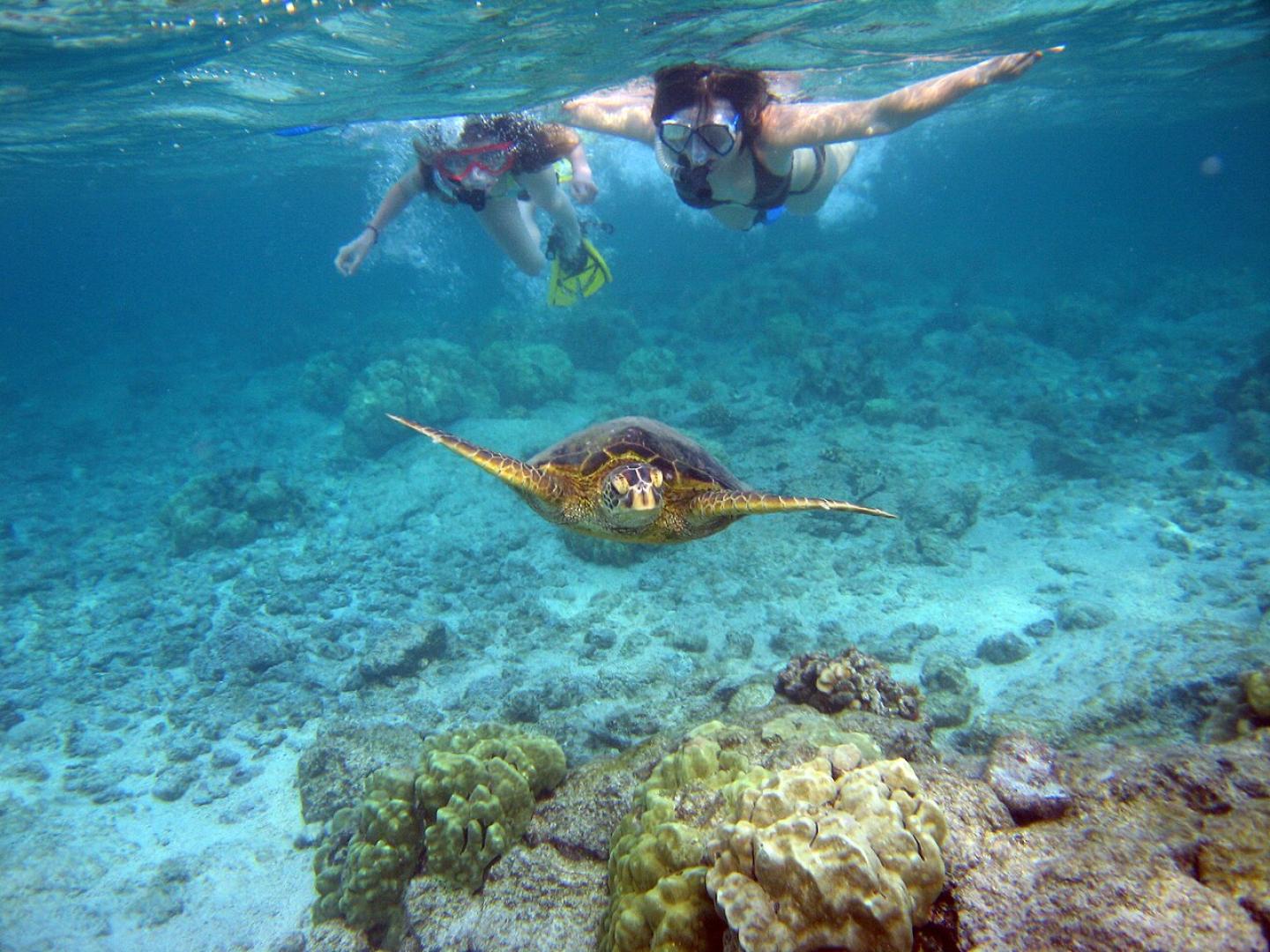 Snorkeling with Turtle (Vlad & Marina Butsky)